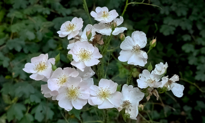 Aan de kant van de weg gisteren deze bloemen gedetermineerd en tot mijn verrassing een soort roos en vanmorgen vroeg nog eens langs gelopen voor deze foto met andere belichting
T