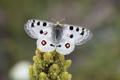 Nature picture: 1. Apollovlinder