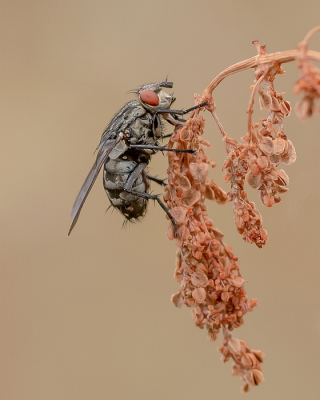 Nature picture: 1. Dambordvlieg sp