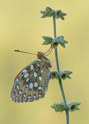 Nature picture: 1. Grote Parelmoervlinder