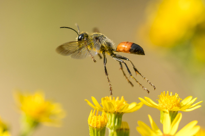 Nature picture: 1. Sabelsprinkhanendoder