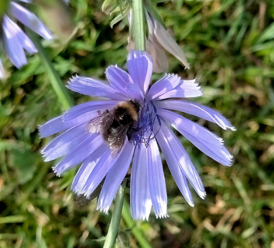 De cichorei is een mooie bloem die ik vaak tegenkom. 
Dit keer in de vroege morgen met een insect dus net even anders.
Voor mij reden om deze ook aan te bieden.