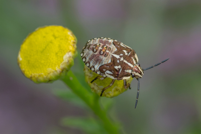 Nature picture: 1. Knoopkruidschildwants