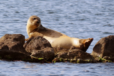 <i class='fa fa-user'></i>&nbsp;A. Soeting&nbsp;|  Grijze Zeehond&nbsp; <i class='fa fa-eye'>&nbsp;18</i> &nbsp; <i class='fa fa-comment-o'>&nbsp;3</i>