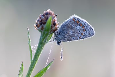 Nature picture: 1. Icarusblauwtje