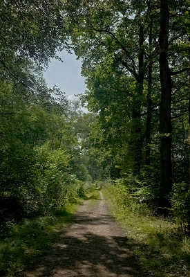 <i class='fa fa-user'></i>&nbsp;guidomwm&nbsp;|  Landschap met bospad&nbsp; <i class='fa fa-eye'>&nbsp;37</i> &nbsp; <i class='fa fa-comment-o'>&nbsp;4</i>