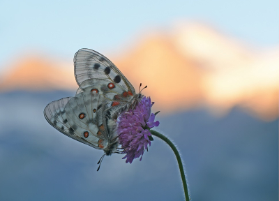 Nature picture: 1. Apollovlinder