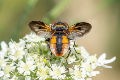 <i class='fa fa-user'></i>&nbsp;Martin Verbeeten&nbsp;|  Ectophasia crassipennis&nbsp; <i class='fa fa-eye'>&nbsp;28</i> &nbsp; <i class='fa fa-comment-o'>&nbsp;1</i>