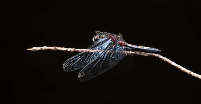 Nature picture: 1. Gevlekte Witsnuitlibel