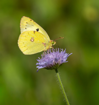 Naast de Dambordjes kon ik deze mooie soort vastleggen. Vloog van de ene bloem naar de andere, volop foeragerend. Hier op de Beemdkroon.

Uit de hand met de tele.