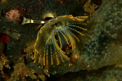 Nature picture: 1. Kroontjesworm
