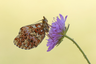 Nature picture: 1. Titania's Parelmoervlinder