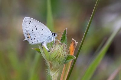 Nature picture: 1. Staartblauwtje