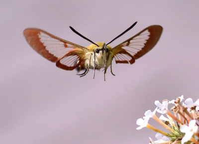 Nature picture: 1. Glasvleugelpijlstaart