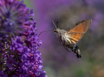 Nature picture: 1. Kolibrievlinder