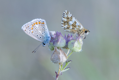 Nature picture: 1. Bretons Spiegeldikkopje en Icarusblauwtje
