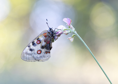 Nature picture: 1. Apollovlinder