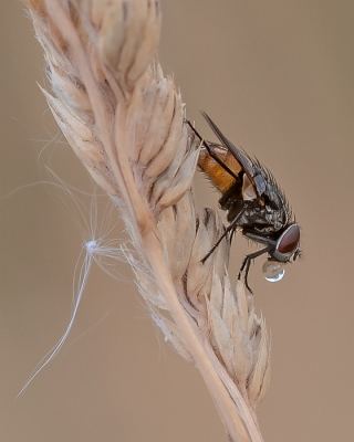 Nature picture: 1. Herfstvlieg