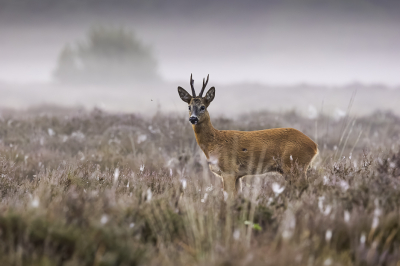 Nature picture: 1. Ree