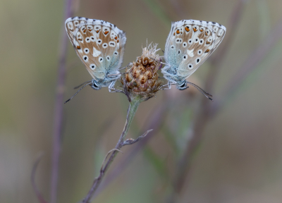 Nature picture: 1. Bleek Blauwtje