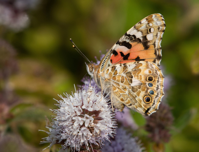 Nature picture: 1. Distelvlinder