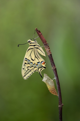 Nature picture: 1. Koninginnenpage