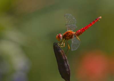Nature picture: 1. Vuurlibel