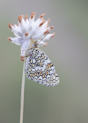 Nature picture: 1. Knoopkruidparelmoervlinder