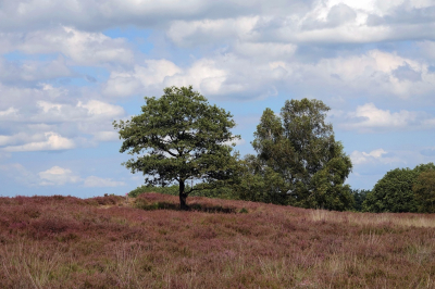<i class='fa fa-user'></i>&nbsp;Tineke Strijbosch&nbsp;|  Gasterse Duinen&nbsp; <i class='fa fa-eye'>&nbsp;21</i> &nbsp; <i class='fa fa-comment-o'>&nbsp;0</i>