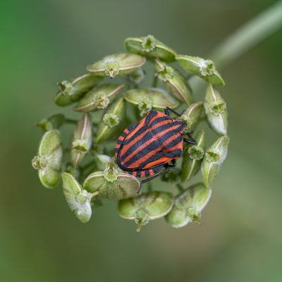 Nature picture: 1. Pyjamaschildwants