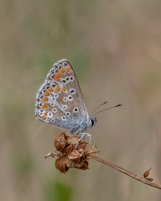 <i class='fa fa-user'></i>&nbsp;Johan van Gurp&nbsp;|  Bruin Blauwtje&nbsp; <i class='fa fa-eye'>&nbsp;19</i> &nbsp;<i class='fa fa-thumbs-up'>&nbsp;1</i> &nbsp; <i class='fa fa-comment-o'>&nbsp;0</i>