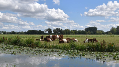 <i class='fa fa-user'></i>&nbsp;kooyammers&nbsp;|  Hollands Landschap&nbsp; <i class='fa fa-eye'>&nbsp;16</i> &nbsp; <i class='fa fa-comment-o'>&nbsp;1</i>