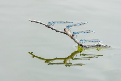 Nature picture: 1. Watersnuffel