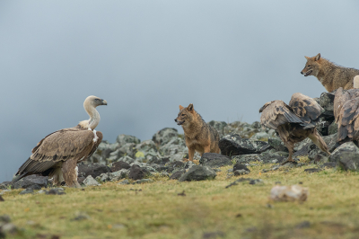 Nature picture: 1. Goudjakhals