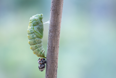 Nature picture: 1. Koninginnenpage