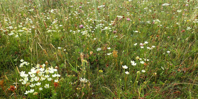 <i class='fa fa-user'></i>&nbsp;A. Soeting&nbsp;|  Parnassia&nbsp; <i class='fa fa-eye'>&nbsp;12</i> &nbsp; <i class='fa fa-comment-o'>&nbsp;0</i>