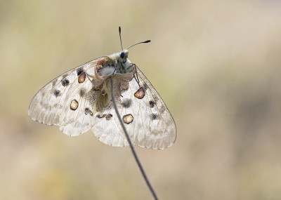 1. Parnassius apollo / Apollovlinder / Apollo
