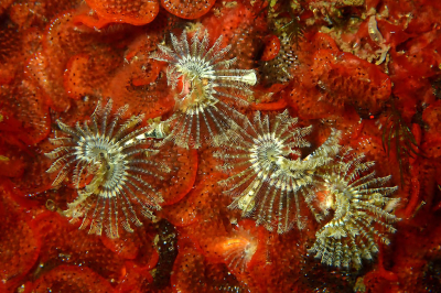 Nature picture: 1. Kroontjesworm en Bloedrood Plooimosdiertje