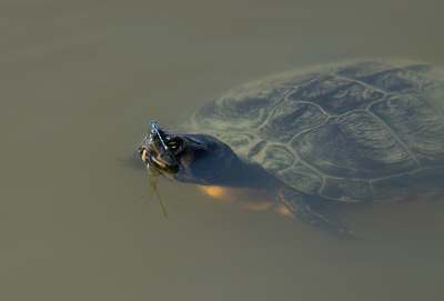 <i class='fa fa-user'></i>&nbsp;Jurgen Maassen&nbsp;|  Kanaaljuffer&nbsp; <i class='fa fa-eye'>&nbsp;34</i> &nbsp;<i class='fa fa-thumbs-up'>&nbsp;1</i> &nbsp; <i class='fa fa-comment-o'>&nbsp;1</i>
