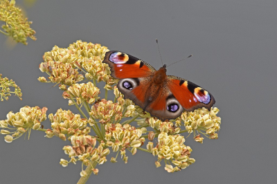 Nature picture: 1. Dagpauwoog