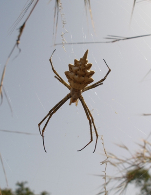 <i class='fa fa-user'></i> jeroen verhoeff | Argiope sp.  <i class='fa fa-eye'> 179</i>   <i class='fa fa-comment-o'> 2</i>