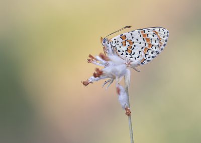 Nature picture: 1. Tweekleurige Parelmoervlinder