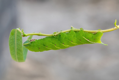 Nature picture: 1. Pauwoogpijlstaart