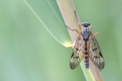 Nature picture: 1. Gewone Snipvlieg