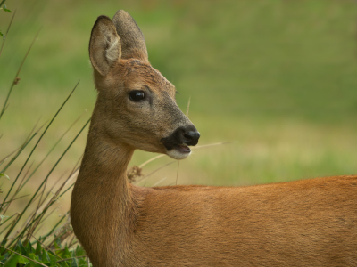 Nature picture: 1. Ree