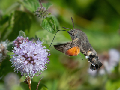 <i class='fa fa-user'></i>&nbsp;Eef Kieft&nbsp;|  Kolibrievlinder&nbsp; <i class='fa fa-eye'>&nbsp;32</i> &nbsp;<i class='fa fa-thumbs-up'>&nbsp;2</i> &nbsp; <i class='fa fa-comment-o'>&nbsp;1</i>