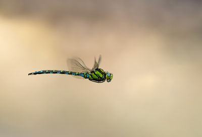 Nature picture: 1. Blauwe Glazenmaker
