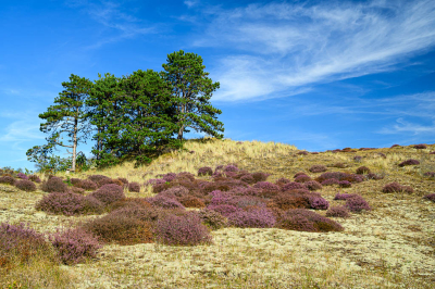 <i class='fa fa-user'></i>&nbsp;Hanry&nbsp;|  Duinen bij Bergen&nbsp; <i class='fa fa-eye'>&nbsp;14</i> &nbsp; <i class='fa fa-comment-o'>&nbsp;0</i>