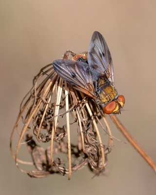<i class='fa fa-user'></i>&nbsp;Johan van Gurp&nbsp;|  Ectophasia crassipennis&nbsp; <i class='fa fa-eye'>&nbsp;22</i> &nbsp; <i class='fa fa-comment-o'>&nbsp;0</i>