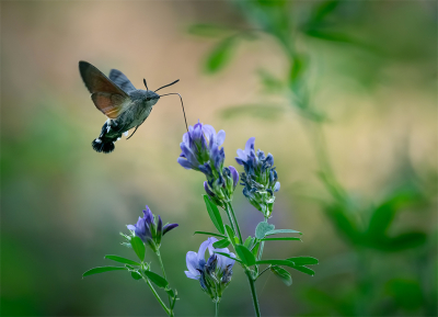 Nature picture: 1. Kolibrievlinder